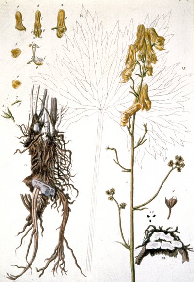 L&39;Aconit Tue Loup Wolfsbane、1737 作： Elizabeth Blackwell